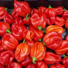 Hot Pepper 1kg