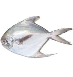 Silver Pomfret Whole 630g